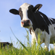 Illustration for article titled Cows With Human Chromosomes Can Now Make Human Antibodies
